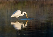 Great Egret on the water after finding a snail