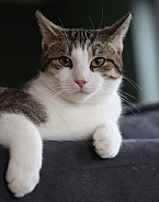 Domestic cat 