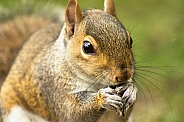 Grey Squirrel - Munchkin