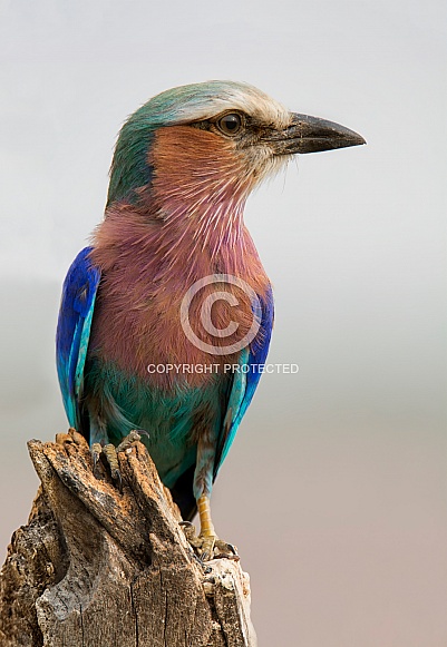 Lilac-breasted Roller Lilac-breasted Roller