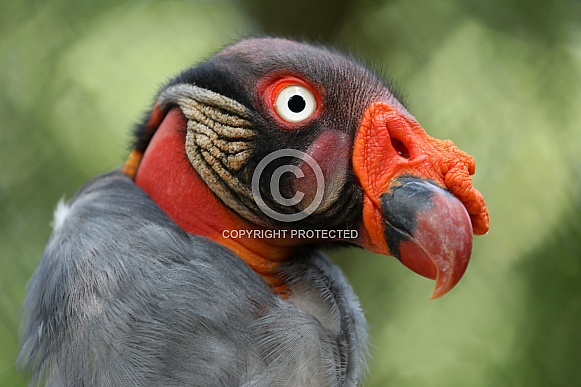 King vulture (Sarcoramphus papa) King vulture (Sarcoramphus papa)