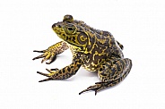 American bullfrog - Lithobates or Rana catesbeianus - large male with tympanum larger than eye size