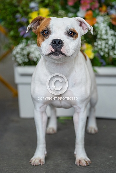 Staffordshire bull terrier in front of flowers Staffordshire bull terrier in front of flowers