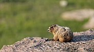 Hoary marmot, Marmota Caligata