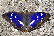 Male Purple Emperor