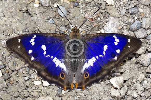 Male Purple Emperor