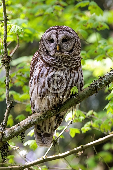 Barred Owl