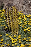 Cactus growing in a bed of yellow flowers - Spain