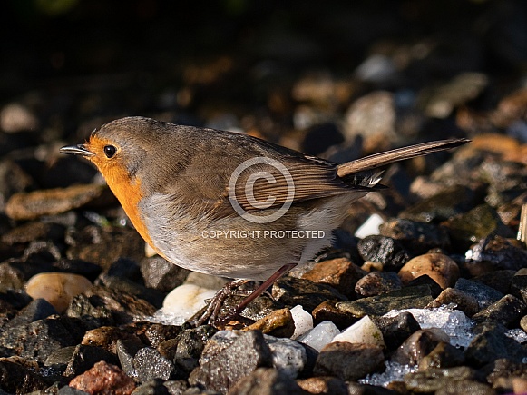 European Robin