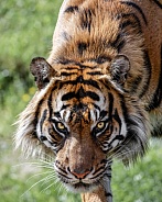Sumatran Tiger--Locked Eyes