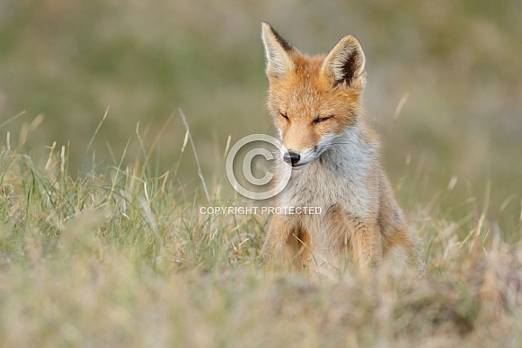 Red fox cubs