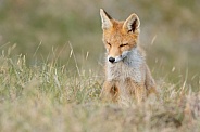 Red fox cubs