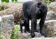 Sulawesi Crested Macaque