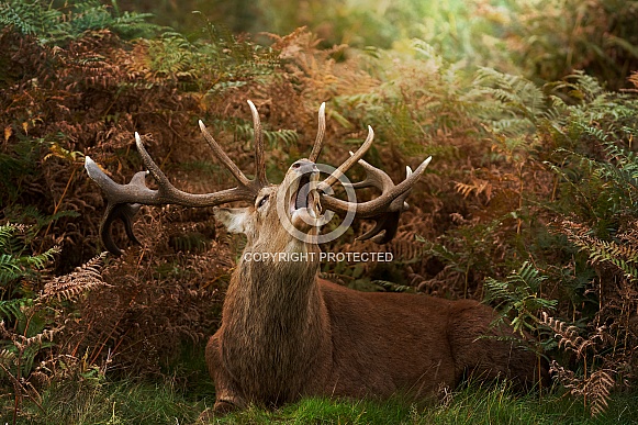 Red Deer Stag