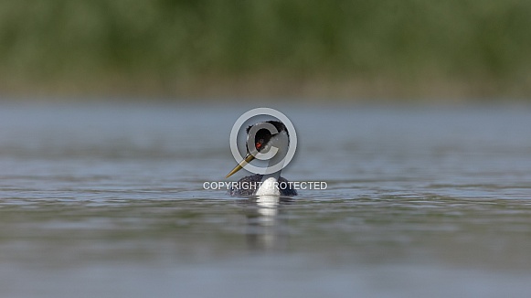 Western Grebe, Aechmophorus occidentalis