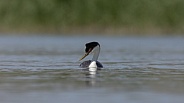 Western Grebe, Aechmophorus occidentalis
