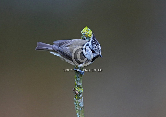 Crested Tit Crested Tit