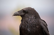Raven portrait looking left.  Corvus corax