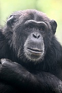 Chimpanzee (Pan troglodytes)