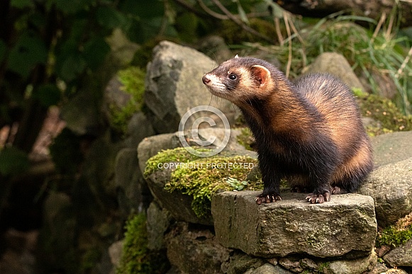 European Polecat Full Body On Rocks European Polecat Full Body On Rocks