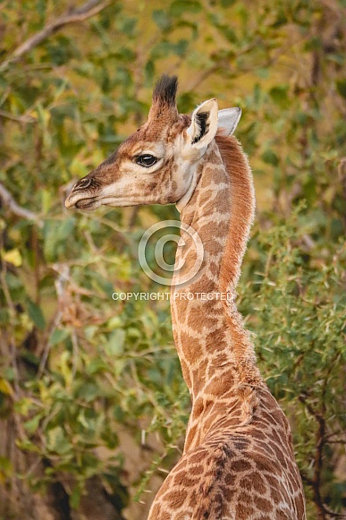 Giraffe Foal Giraffe Foal