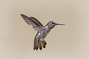 Hummingbird—Hummingbird Hover