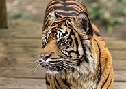 Sumatran Tiger
