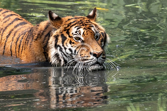 Bengal Tiger In The Water