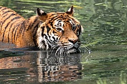 Bengal Tiger In The Water