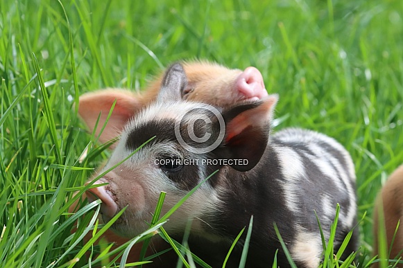 Kune Kune Piglet