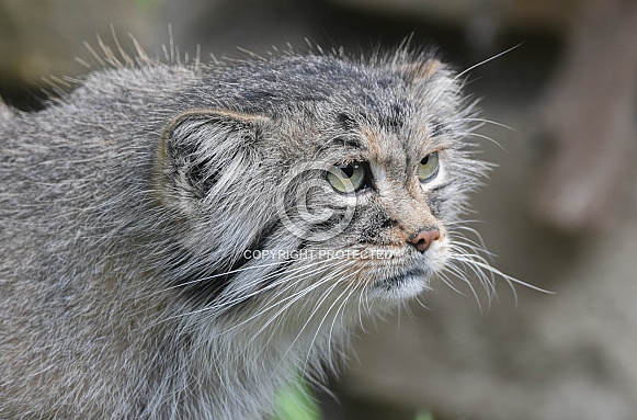 Pallas cat