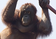 Orangutan