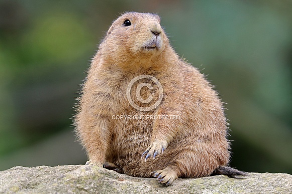 Prairie dog (Cynomys)