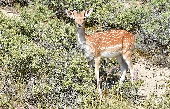 Fallow Deer