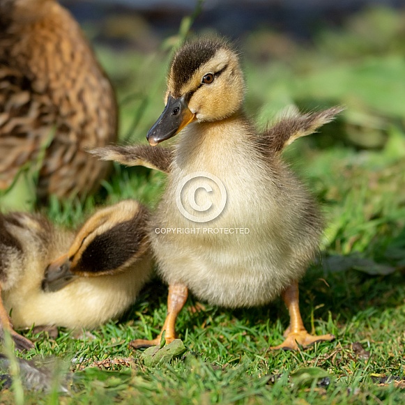Duckling Duckling