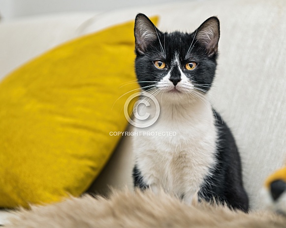 Black and white kitten sitting