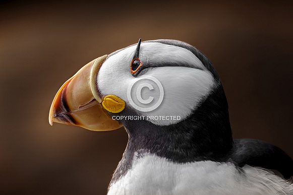 Horned Puffin