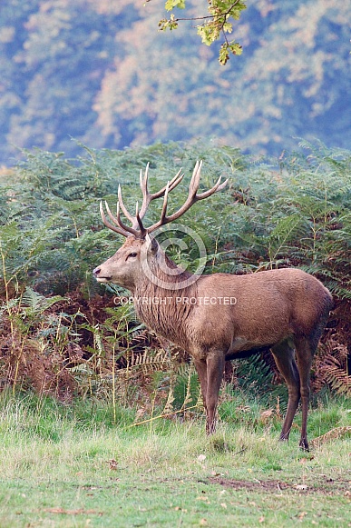 Red Deer
