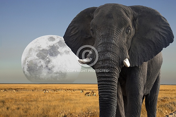 African Elephant (Loxodonta africana) African Elephant (Loxodonta africana)