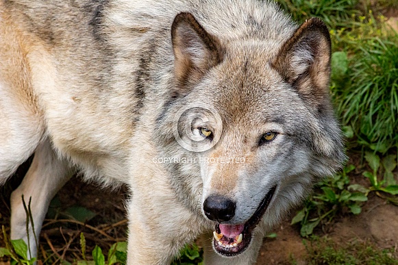 Grey Wolf