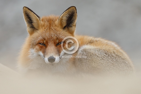 Red fox and cubs Red fox and cubs