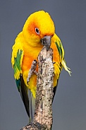 Sun parakeet (Aratinga solstitialis)
