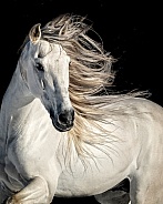 Andalusian Horse--Stallion Stud