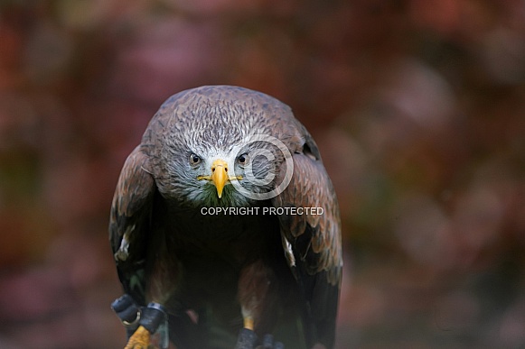 Yellow-Billed Kite