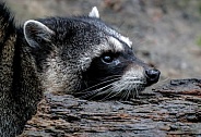 Raccoon Being Lazy
