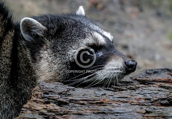 Raccoon Being Lazy