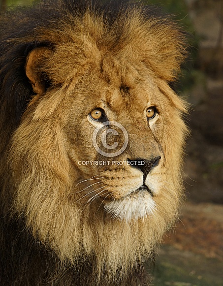 lion lion