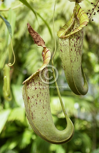 Carnivorous Pitcher Plants - Philippines Carnivorous Pitcher Plants - Philippines