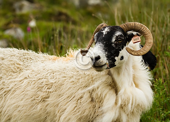 Scottish Blackface Sheep (Unshorn)