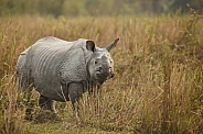 Indian rhino in the nature habitat